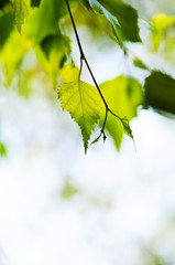 Canvas Print - Branch with green leaves