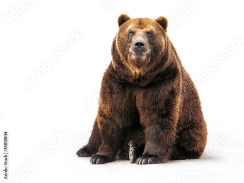 Foto-Vorhang - Bear (von Podarenka)