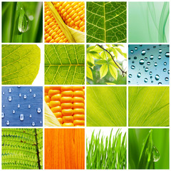 Wall Mural - Nature collage