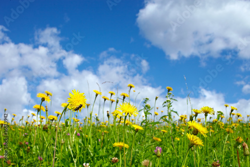 Fotoboard na płycie Zbliżenie blumenwiese