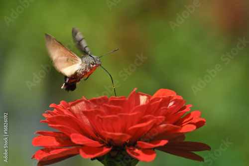 Plakat na papierze fotorealistycznym Hummingbird hawk-ćma