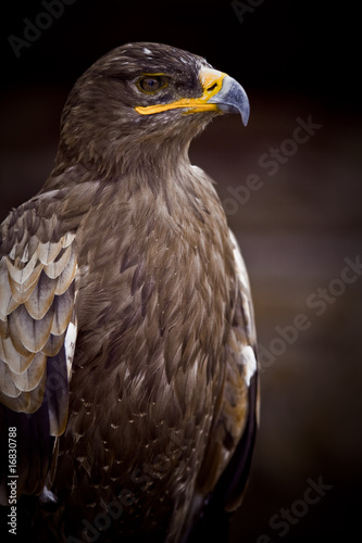 Plakat na papierze fotorealistycznym Orzeł ptak raptor król dumny głowa dziób rysunek popiersie