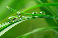 Drops With Green Grass