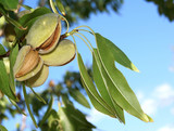 Amandes à cueillir