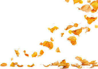 Wall Mural - autumn leaves falling to the ground