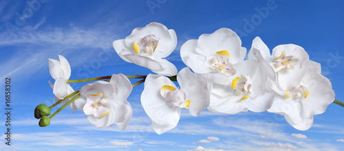 Tapeta ścienna Białe orchidee nad błękitne niebo
