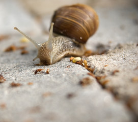 Garden snail