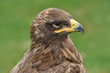 Raubvogel 11
