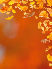 Wall Mural - falling leaves against the autumn background