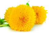 Fototapeta Psy - sunflower image for an interior