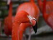 Flamingo head