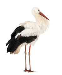 Wall Mural - White Stork, standing in front of a white background