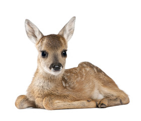 Wall Mural - Portrait of Roe Deer Fawn, sitting against white background