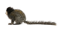 White-headed Marmoset, In Front Of White Background