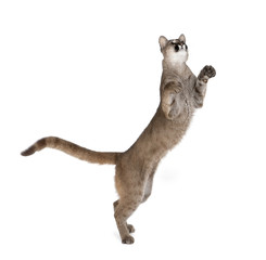 Sticker - Puma cub, standing on hind legs against white background