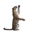 Leopard reaching up against white background, studio shot
