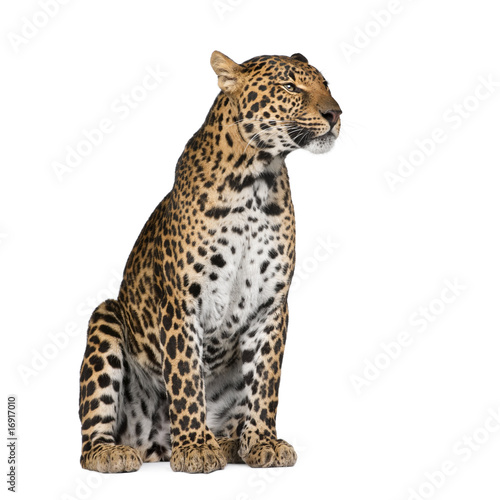 Leopard sitting against white background, studio shot Slika na platnu