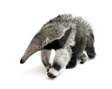 Young Giant Anteater, Walking In Front Of White Background