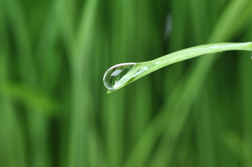 water drop on the grass