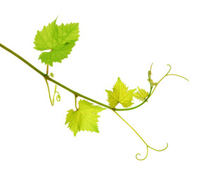 Fresh isolated grapevine shoot