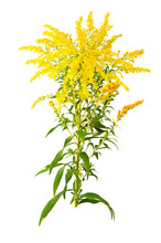 Great Goldenrod Flower