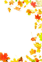 Wall Mural - autumn maple leaves frame