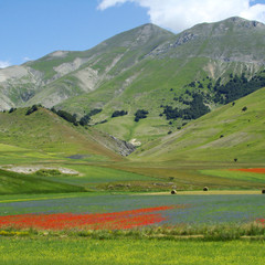 Wall Mural - Flowering meadows of Piano Grande in central Italy