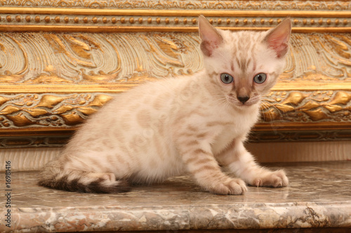 Chaton Du Bengal Snow Assis Sur Le Marbre D Une Cheminee Buy This Stock Photo And Explore Similar Images At Adobe Stock Adobe Stock Chaton Du Bengal Snow Assis Sur Le Marbre D Une Cheminee Buy This Stock Photo And Explore Similar Images At Adobe Stock Adobe Stock