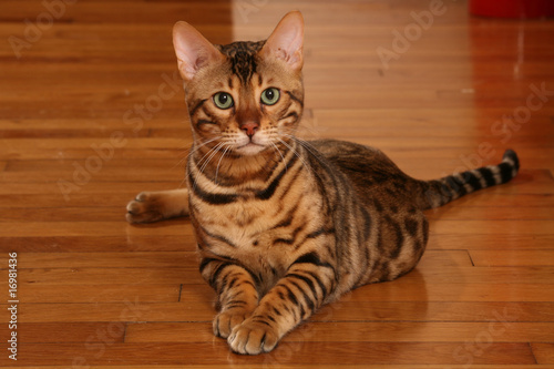 Superbe Chat Du Bengal Installé Sur Le Parquet De Bois Buy