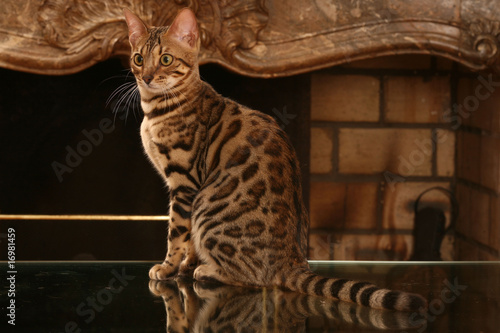 Le Superbe Chat Du Bengal Se Reflete Sur La Table En Verre Stock Photo Adobe Stock Le Superbe Chat Du Bengal Se Reflete Sur La Table En Verre Stock Photo Adobe Stock