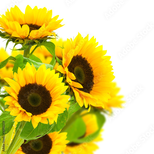 Obraz w ramie image d'une fleur de tournesol isolé sur fond blanc