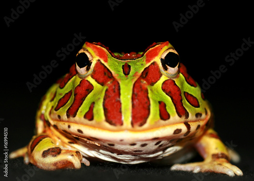 Obraz na płótnie canvas trzyczęściowy "tryptyk" Ozdobny pac man frog / horned frog