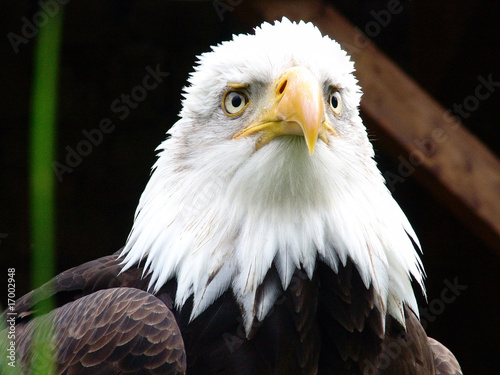 Plakat na papierze fotorealistycznym Adler