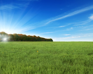 Wall Mural - green field and blue sky