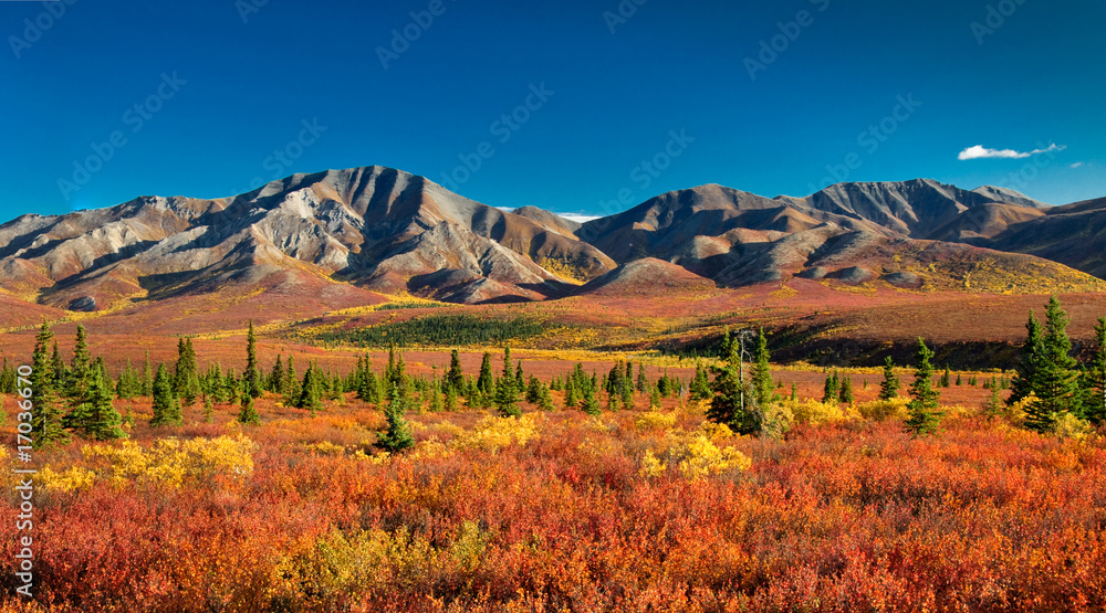 Denali National Park in autumn - obrazy, fototapety, plakaty 