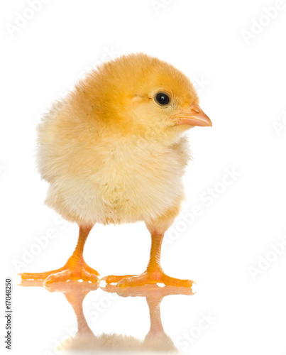 Cute Baby Chicks Buy This Stock Photo And Explore Similar Images Cute Baby Chicks Buy This Stock Photo And Explore Similar Images