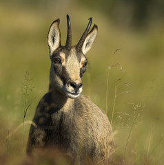 Wall Mural - portrait chamois vosges