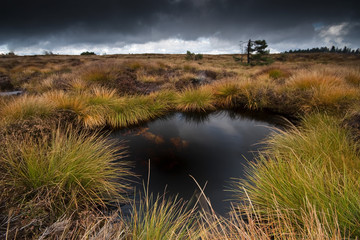 hochmoor