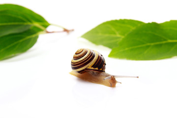 Wall Mural - snail and leafs