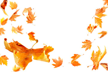 Wall Mural - autumn leaves falling and spinning isolated on white