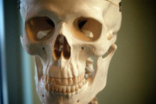 Close Up Of Skull