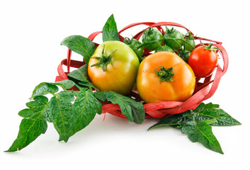 Wall Mural - Basket with Ripe Tomatoes (Still Life) Isolated on White