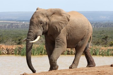 Wall Mural - African Elephant Bull