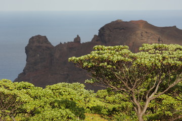 st helena millennium forest with king queen rock landmark in bg