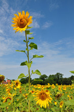 A Large Sunflower