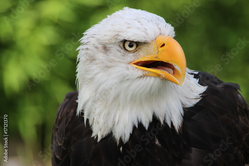 Plakat na papierze fotorealistycznym Weisskopfseeadler 16