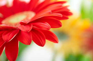 Wall Mural - Closeup photo of red daisy-gerbera