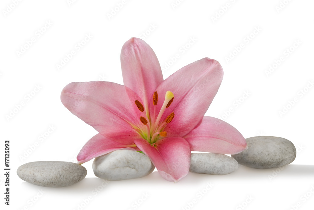 wellness still life pebbles and pink lily - obrazy, fototapety, plakaty 