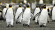 Penguin Trio Walking Together