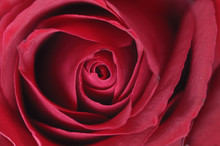 Center Of Red Rose